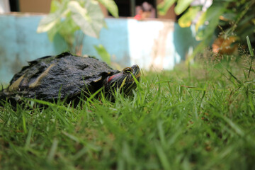 Red-eared slider turtle trachemys scripta walkin on grass. Brazilian turtle macro photography.