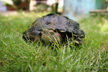 Yellow-bellied slider turtle trachemys scripta on grass. Brazilian turtle macro photography.
