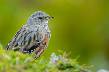 prunella collaris