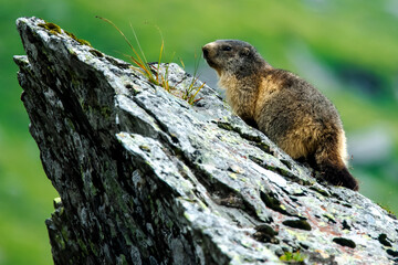 marmota alpina 