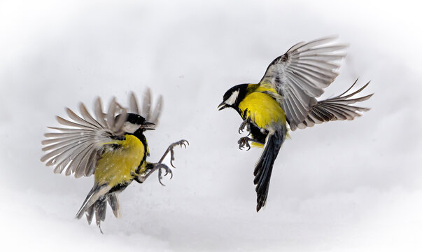 parus major

