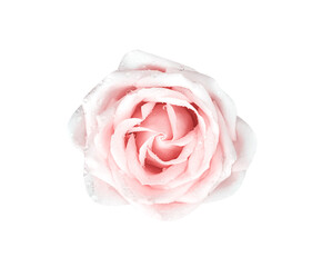 Wet light pink rose flower with water drops isolated on white background top view , clipping path