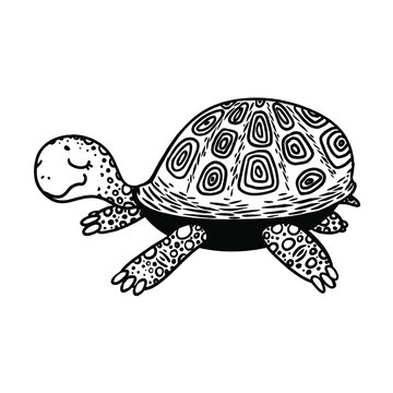 vector illustration line drawing big cute turtle with closed eyes. Black and white graphics, turtle. 