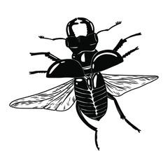 vector illustration linear drawing of a large flying beetle. stag beetle. Black and white graphics realistic beetle. 