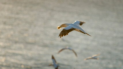 Gannet bird in flight, carrying nesting material in its beak. Muriwai Gannet Colony, Auckland.