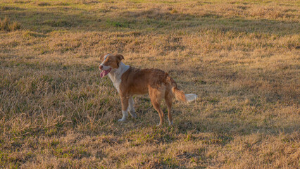 A puppy, pet and unconditional companion for fun.