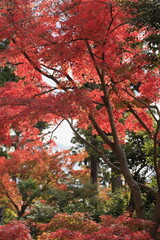 Naklejka premium 鎌倉の紅葉 (赤)