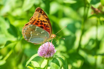 Obraz premium The dark green fritillary butterfly collects nectar on flower. Speyeria aglaja is a species of butterfly in the family Nymphalidae.