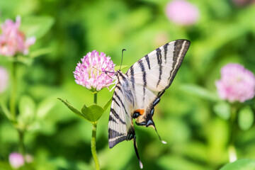 Beautiful Butterfly Scarce Swallowtail, Sail Swallowtail, Pear-tree Swallowtail, Podalirius. Latin name Iphiclides podaliriu. Butterfly collects nectar on flower.