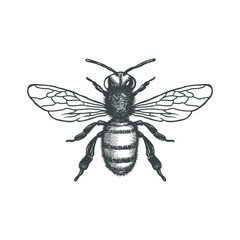Honey Bee black and white vector illustration. Vector drawing, handrawn, vintage, line art of Honey Bee on white background 1