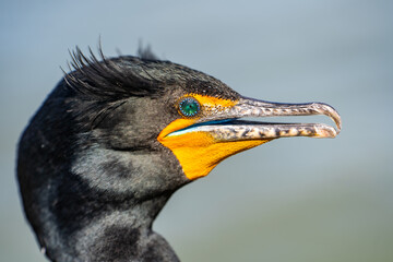 Close-up of a Double-crested cormorant (Phalacrocorax Auritus) with jeweled eye.
