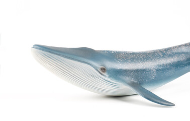Blue Whale on White Background