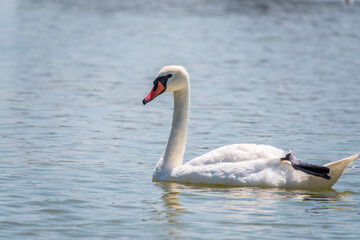 Fototapeta premium Graceful white Swan swimming in the lake, swans in the wild. Portrait of a white swan swimming on a lake.
