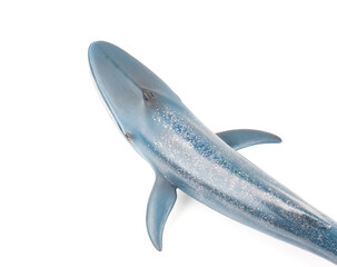 Blue Whale on White Background