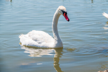 Graceful white Swan swimming in the lake, swans in the wild. Portrait of a white swan swimming on a lake.