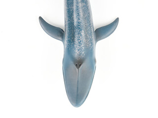 Blue Whale on White Background