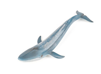 Blue Whale on White Background