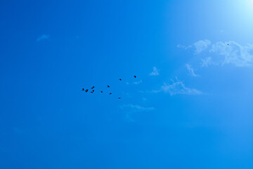 Glossy lbis flying