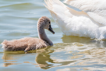 Beautiful baby cygnet mute swan fluffy grey and white chicks. Springtime new born wild swans birds in pond. Young swans swmming in a lake.