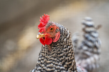 Close up of rooster head. 