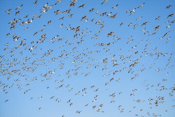The flock of American Avocets (Recurvirostra americana) flying in the blue sky. 