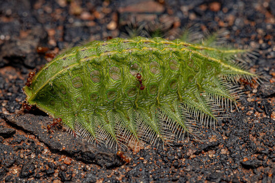 Slug Caterpillar Moth