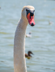 Portrait of a graceful white swan with long neck on blue water background.