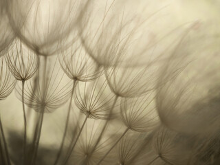 Abstract dandelion flower background. Seed macro closeup. Soft focus . Spring nature