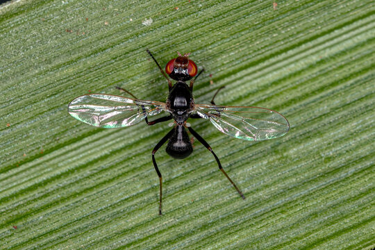 Adult Black Scavenger Fly