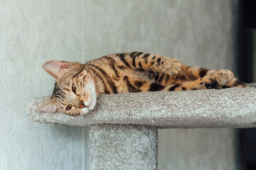 Young cute bengal cat laying on a soft cat's shelf of a cat's house.