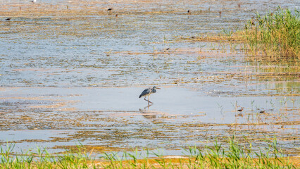 The grey heron stands in the lake