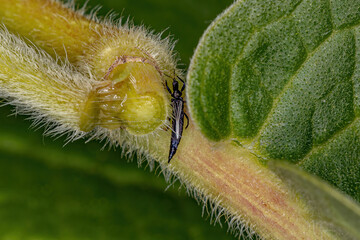 Small Thrip Insect