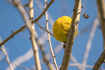 The fruit of Maclura Pomifera (osage orange, horse apple, adam's apple) grows in the wild on a tree. 