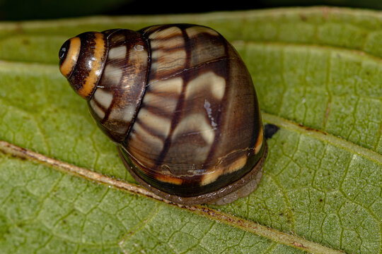 Common Land Snail