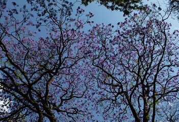 Jacaranda tree and sky