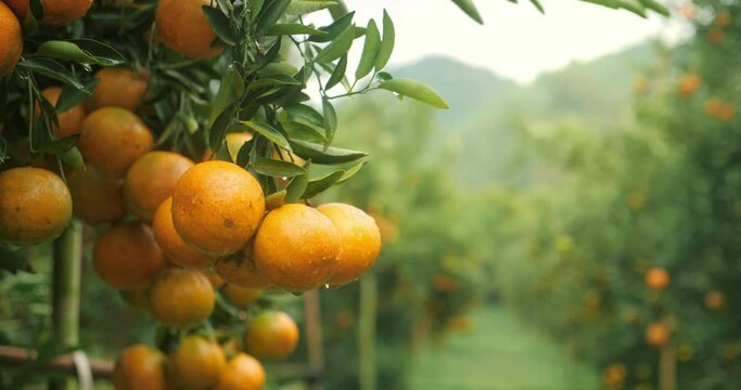 Orange trees with fruits, orange plantation. fresh oranges on the tree, Tangerine tree garden.