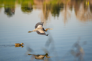 Gray heron (Ardea cinerea) flying over the lake.