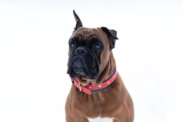 portrait of a German boxer breed dog on a white snowy background