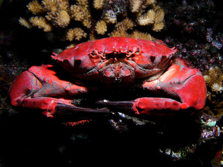 red crab on a the coral reef of tahiti