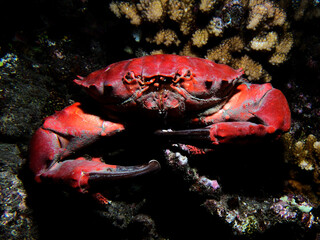 red crab on the coral reef of Tahiti
