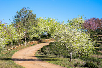 Blossoming pink and white Wild Himalayan cherry flowers (Thailand's sakura or Prunus cerasoides), known as Nang Phaya Sua Khrong in Thai at Tea Plantation 2000, Doi Ang Khang , Chiang Mai in Thailand.