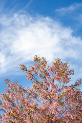 The blossoming pink Wild Himalayan cherry flowers (Thailand's sakura or Prunus cerasoides), known as Nang Phaya Sua Khrong in Thai at Tea Plantation 2000, Doi Ang Khang , Chiang Mai in Thailand..