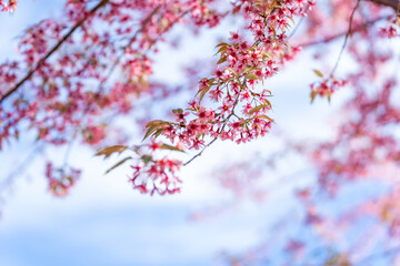 The blossoming pink Wild Himalayan cherry flowers (Thailand's sakura or Prunus cerasoides), known as Nang Phaya Sua Khrong in Thai at Tea Plantation 2000, Doi Ang Khang , Chiang Mai in Thailand..