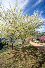 Blossoming pink and white Wild Himalayan cherry flowers (Thailand's sakura or Prunus cerasoides), known as Nang Phaya Sua Khrong in Thai at Tea Plantation 2000, Doi Ang Khang , Chiang Mai in Thailand.