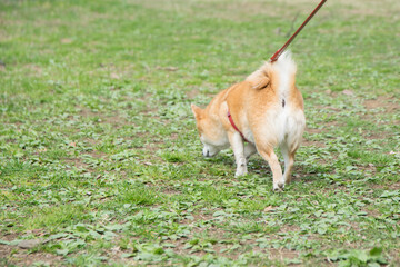 公園を散歩中の柴犬の後ろ姿