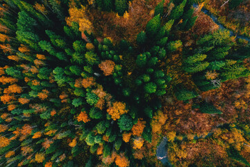 Aerial top view of autumn yellow forest and green trees in rural, Drone photo
