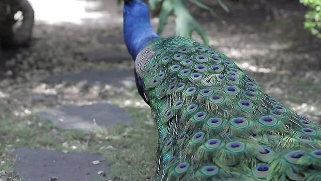 Peacock, o pavo real indio (latín: Pavo cristatus). Un rasgo característico del macho es el fuerte desarrollo de las capas superiores, que se confunden con una cola.