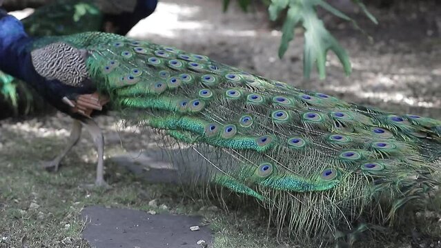 Peacock, o pavo real indio (lat&iacute;n: Pavo cristatus). Un rasgo caracter&iacute;stico del macho es el fuerte desarrollo de las capas superiores, que se confunden con una cola.