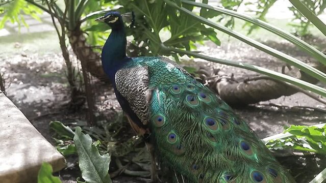 Cercar la vista en video de UHD de un asombroso pavo real y su gran color azul, una de las aves más grandes del mundo