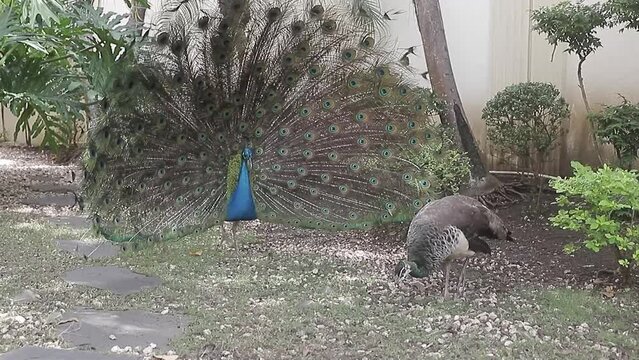 El pavo real sacude abre su hermoso plumaje, ritual natural de cortejo frente a pavo real hembra, aviva el desplome de p&aacute;jaro. 